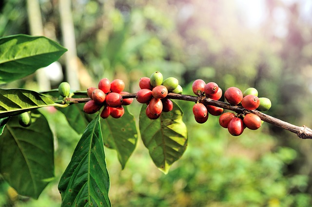 káva arabica